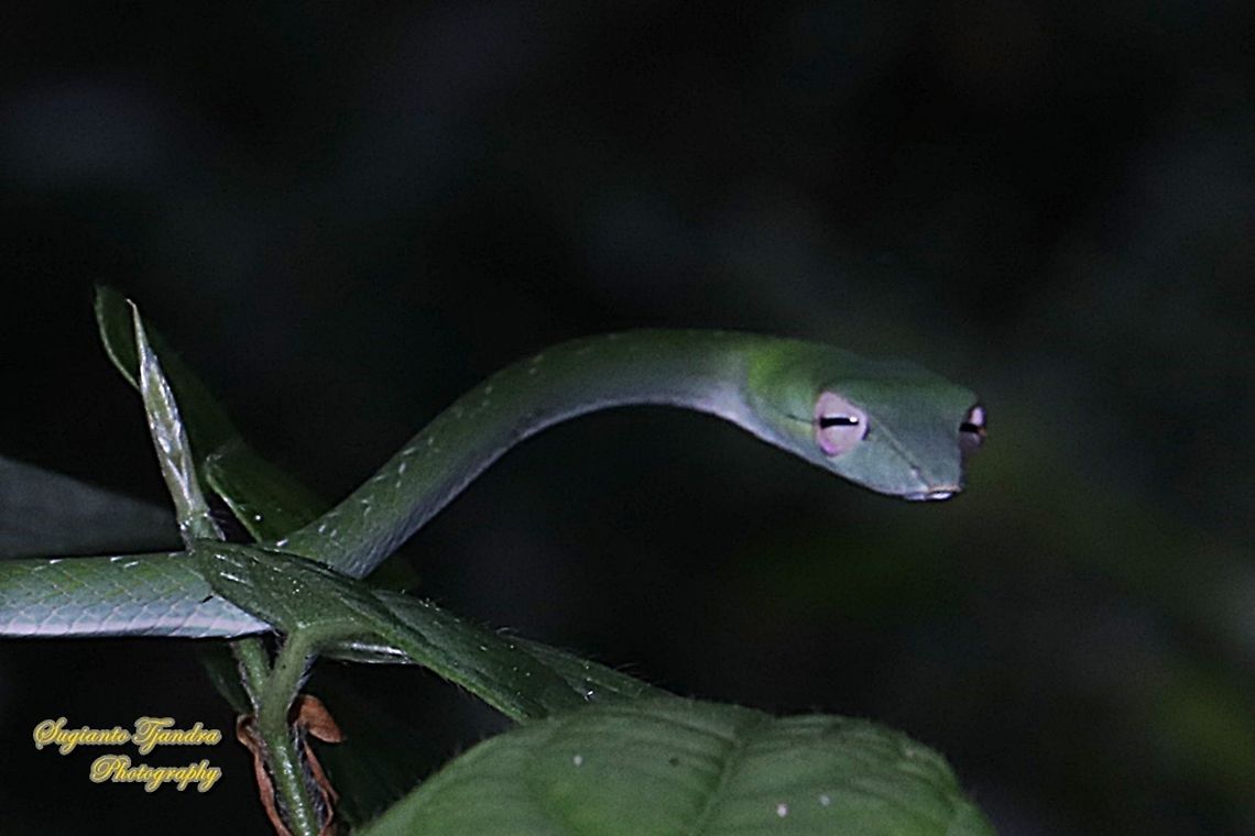 Oriental whip-snake, Ahaetulla prasina  Ahaetulla prasina,Geotagged,Indonesia,Oriental whipsnake,Winter
