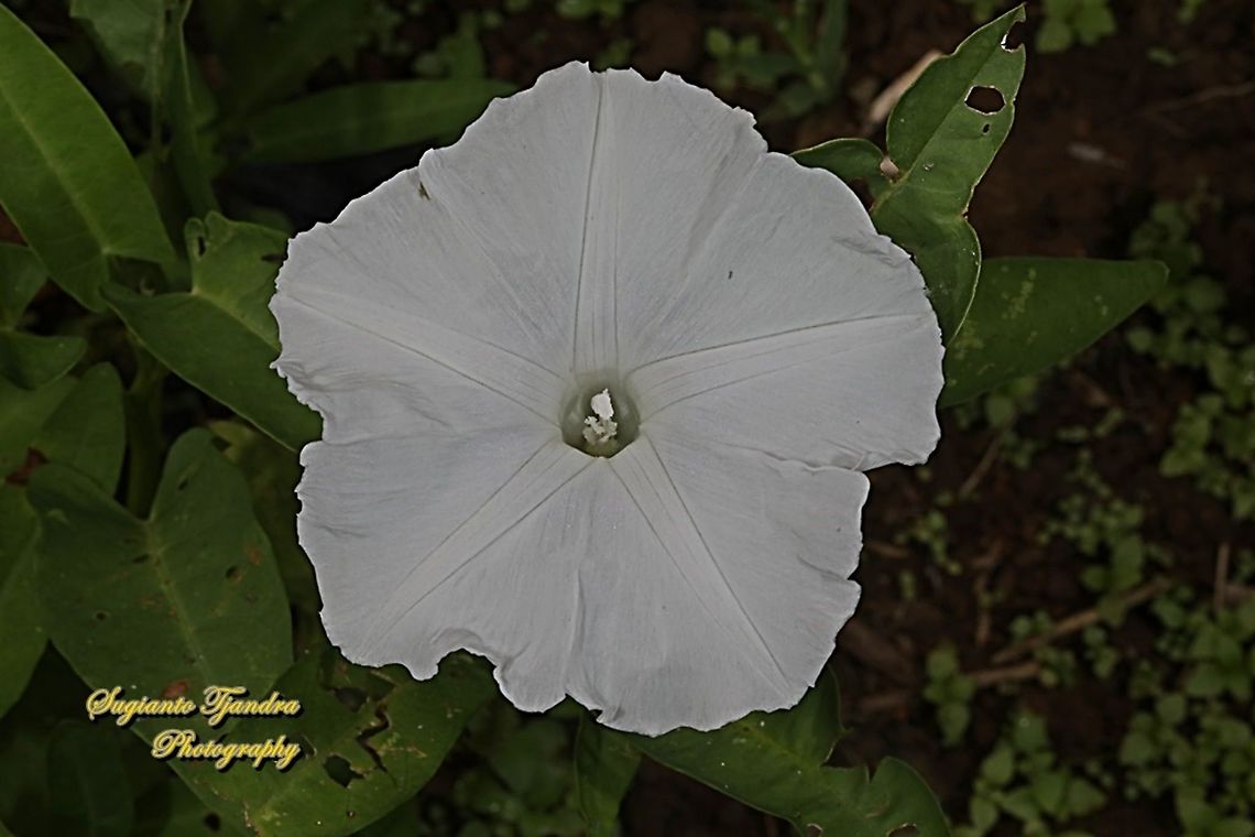 Kangkung flower, water morning glory, Ipomoea aquatica  Geotagged,Indonesia,Ipomoea aquatica,Winter
