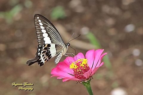 The banded swallowtail butterfly, Papilio demolion demolion - lowerside "sucking nectar" on the Zinnia flower  Banded Swallowtail,Geotagged,Indonesia,Papilio demolion,Winter