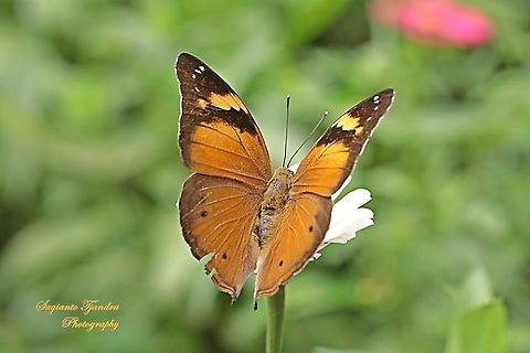Autumn leaf butterfly, Doleschallia bisaltide - upperside "sucking nectar on the Zinnia flower"  Autumn leaf,Doleschallia bisaltide,Geotagged,Indonesia,Winter