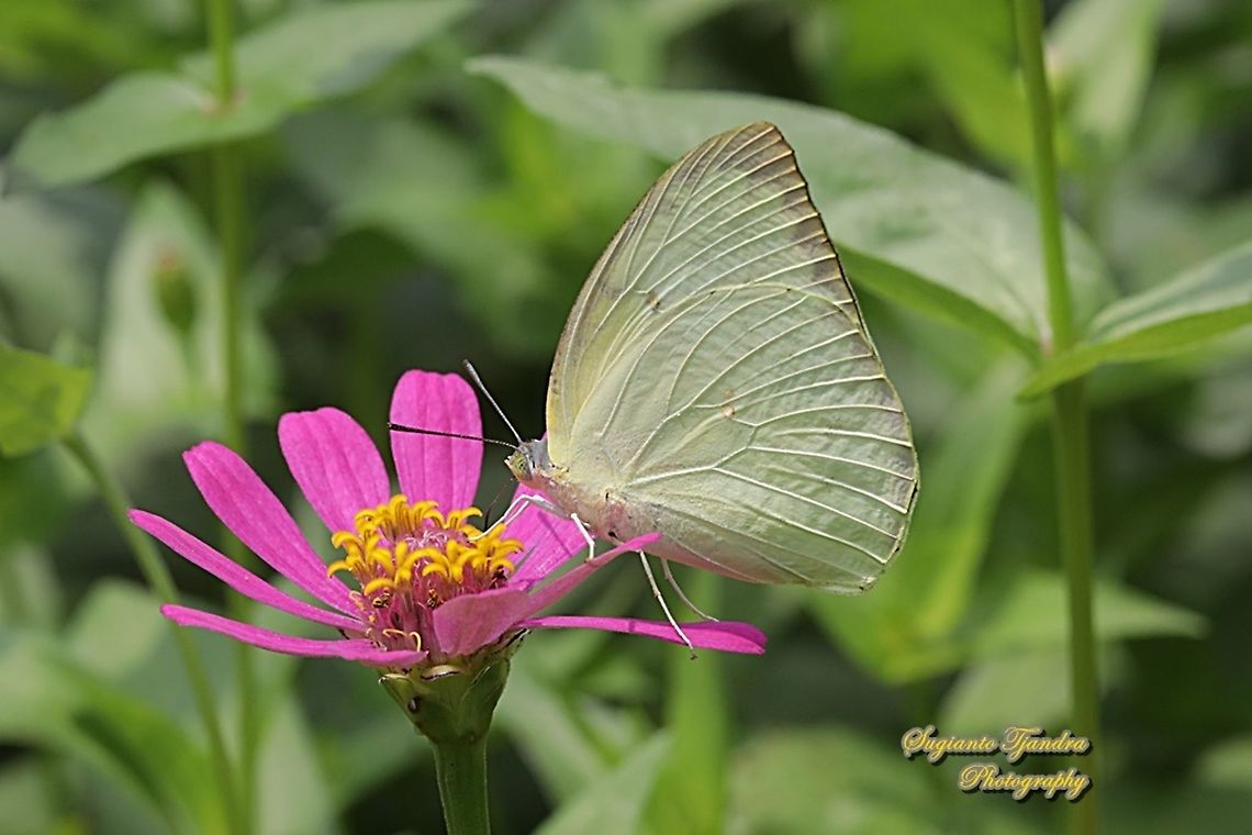 Lemon Emigrant, Catopsilia pomona pomona form-hilaria"sucking nectar on the Zinnia flower"  Catopsilia pomona,Geotagged,Indonesia,Lemon Emigrant,Winter