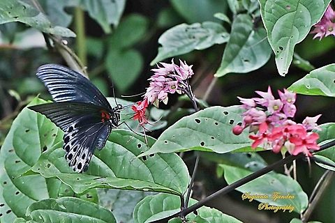 Great Mormon Butterfly, Papilio memnon memnon - Male "sucking nectar" on the Nona makan sirih flower, The Pink Bleeding Heart Vine, Clerodendrum speciosum  Geotagged,Great Mormon,Indonesia,Papilio memnon,Winter