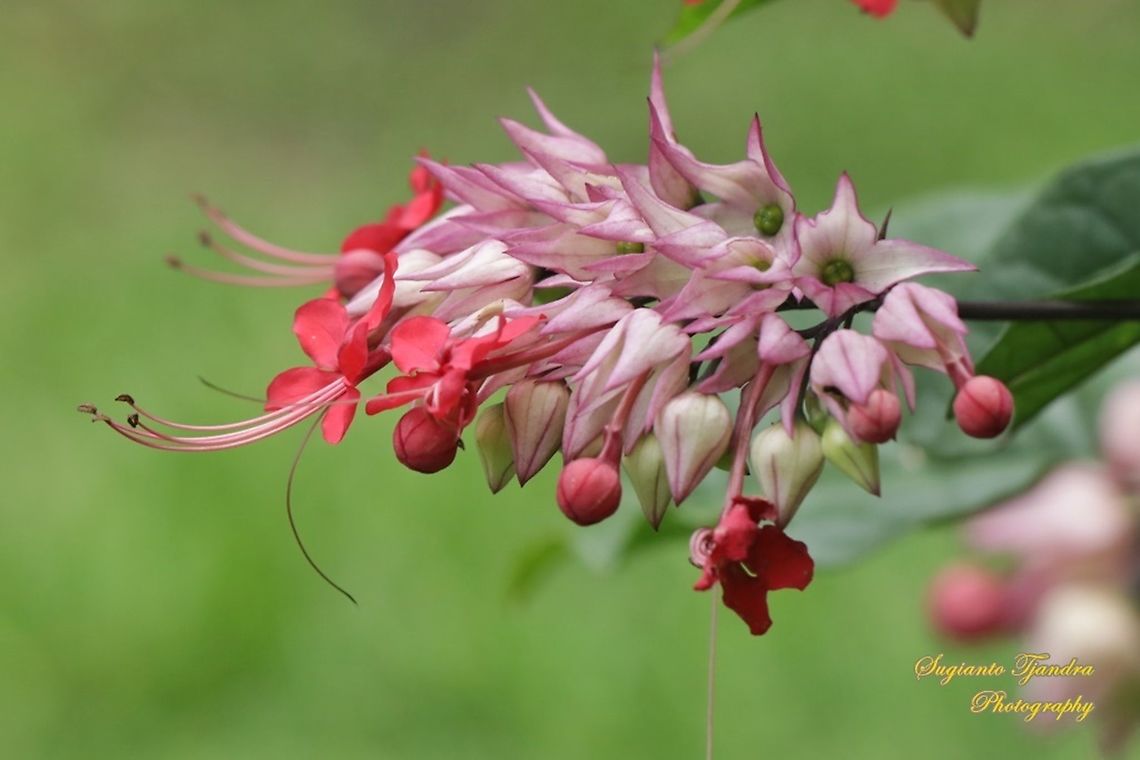 Nona makan sirih flower, The Pink Bleeding Heart Vine, Clerodendrum speciosum  Clerodendrum × speciosum,Geotagged,Indonesia,Red Bleeding Heart Vine,Winter