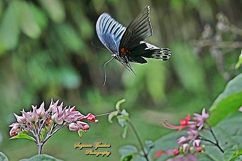 Great Mormon Butterfly, Papilio memnon memnon - Male "flying over" the Nona makan sirih flower, The Pink Bleeding Heart Vine, Clerodendrum speciosum  Geotagged,Great Mormon,Indonesia,Papilio memnon,Winter