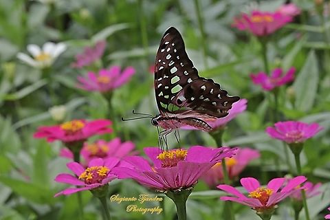 The Tailed Jay Butterfly, Graphium agamemnon agamemnon "sucking nectar on  the Zinnia flower"  Geotagged,Graphium agamemnon,Indonesia,Tailed Jay,Winter