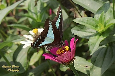Common Bluebottle butterfly, Graphium sarpedon ssp luctatius "sucking nectar on the Zinnia flower"  Common Bluebottle,Geotagged,Graphium sarpedon,Indonesia,Winter