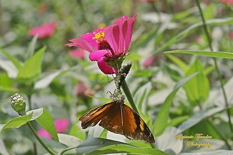 A flower mantis, Creobroter Sp. is preying an autumn leaf butterfly, Doleschallia bisaltide  Geotagged,Indonesia,Winter