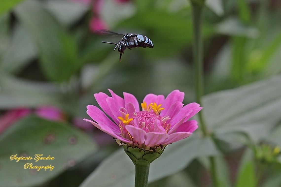 Neon cuckoo bee, Thyreus nitidulus "sucking nectar on the Zinnia flower"  Geotagged,Indonesia,Neon cuckoo bee,Thyreus caeruleopunctatus,Thyreus nitidulus,Winter