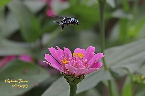 Neon cuckoo bee, Thyreus nitidulus "sucking nectar on the Zinnia flower"  Geotagged,Indonesia,Neon cuckoo bee,Thyreus caeruleopunctatus,Thyreus nitidulus,Winter