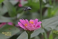 Neon cuckoo bee, Thyreus nitidulus "sucking nectar on the Zinnia flower"  Geotagged,Indonesia,Neon cuckoo bee,Thyreus caeruleopunctatus,Thyreus nitidulus,Winter