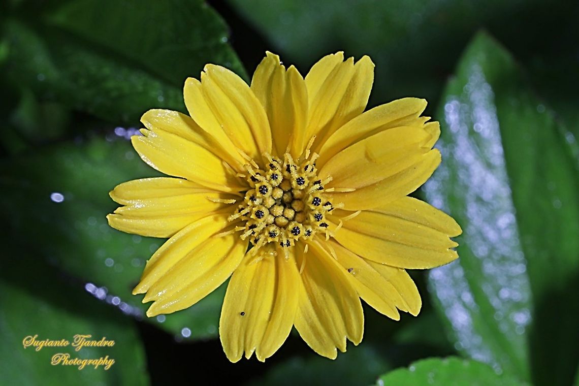 Trailing Daisy flower, Sphagneticola trilobata, family Asteraceae  Geotagged,Indonesia,Sphagneticola trilobata,Trailing Daisy,Winter