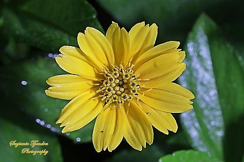 Trailing Daisy flower, Sphagneticola trilobata, family Asteraceae  Geotagged,Indonesia,Sphagneticola trilobata,Trailing Daisy,Winter
