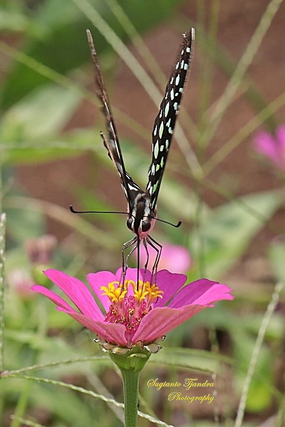 The Tailed Jay Butterfly, Graphium agamemnon "sucking nectar on the Zinnia flower"  Geotagged,Graphium agamemnon,Indonesia,Tailed Jay,Winter