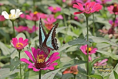 Common Bluebottle butterfly, Graphium sarpedon ssp luctatius "sucking nectar on the Zinnia flower"  Common Bluebottle,Geotagged,Graphium sarpedon,Indonesia,Winter