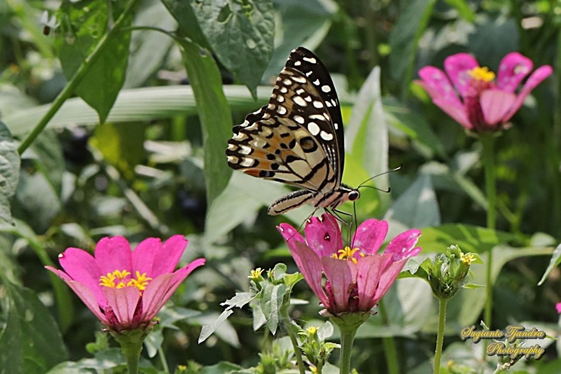 Common Lime butterfly (Papilio demoleus) "sucking nectar on the Zinnia flower"  Geotagged,Indonesia,Lime Swallowtail,Papilio demoleus,Winter