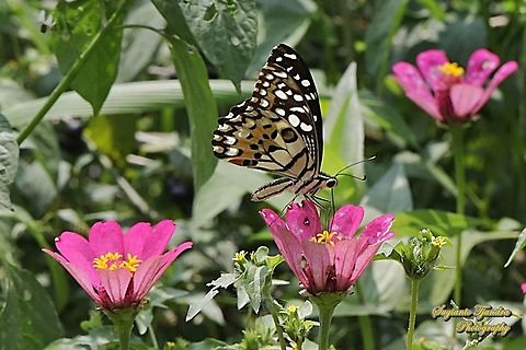 Common Lime butterfly (Papilio demoleus) "sucking nectar on the Zinnia flower"  Geotagged,Indonesia,Lime Swallowtail,Papilio demoleus,Winter