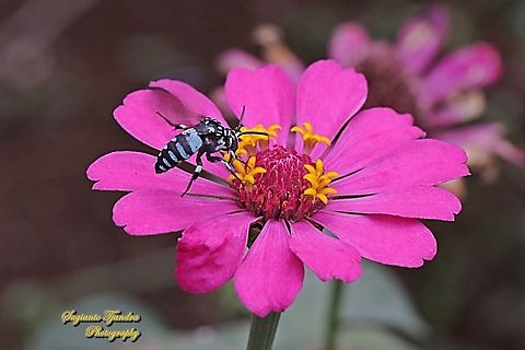 Neon cuckoo bee, Thyreus nitidulus "sucking nectar on the Zinnia flower"  Cyclosa conica,Geotagged,Indonesia,Neon cuckoo bee,Thyreus nitidulus,Winter