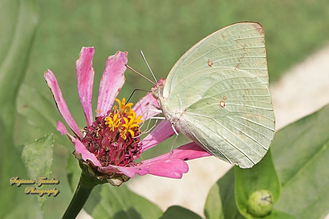 Lemon Emigrant, Catopsilia pomona pomona form-hilaria"sucking nectar on the Zinnia flower"  Catopsilia pomona,Geotagged,Indonesia,Lemon Emigrant,Winter