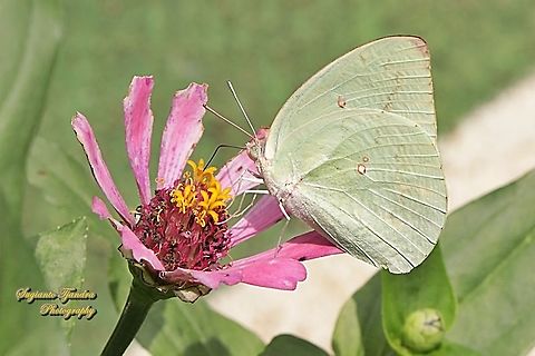Lemon Emigrant, Catopsilia pomona pomona form-hilaria"sucking nectar on the Zinnia flower"  Catopsilia pomona,Geotagged,Indonesia,Lemon Emigrant,Winter