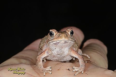 Indonesian Crested Toad, Ingerophrynus biporcatus  Crested toad,Geotagged,Indonesia,Ingerophrynus biporcatus,Winter