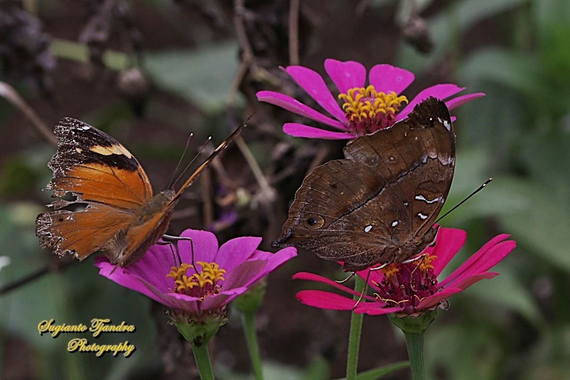 Autumn leaf butterflies, Doleschallia bisaltide  "sucking nectar on the Zinnia flower"  Autumn leaf,Doleschallia bisaltide,Geotagged,Indonesia,Winter