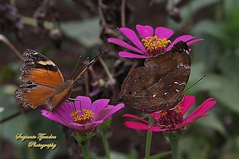Autumn leaf butterflies, Doleschallia bisaltide  "sucking nectar on the Zinnia flower"  Autumn leaf,Doleschallia bisaltide,Geotagged,Indonesia,Winter