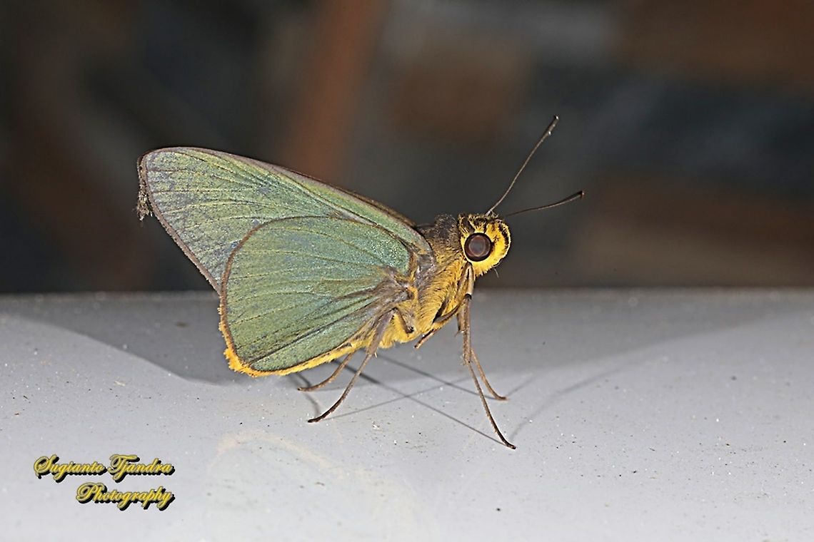 Skipper butterfly, Plain Green Palmer, Pirdana distanti distanti  Agava skipper,Geotagged,Indonesia,Pirdana distanti,Winter