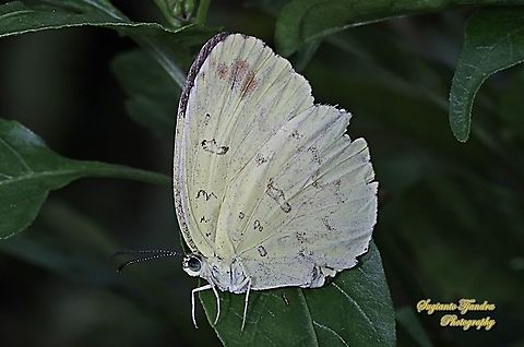Three-spot grass yellow, Eurema blanda blanda  Eurema blanda,Geotagged,Indonesia,Three-spot grass yellow,Winter