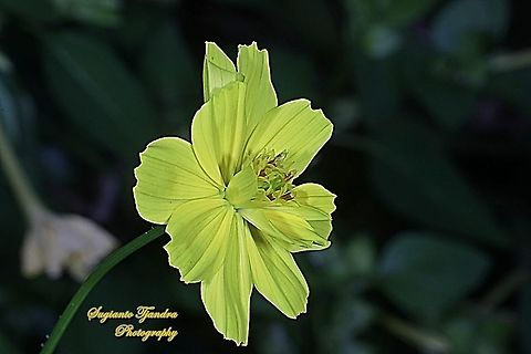 Yellow Cosmos flower (Cosmos sulphureus)  Cosmos sulphureus,Geotagged,Indonesia,Sulfur Cosmos,Winter