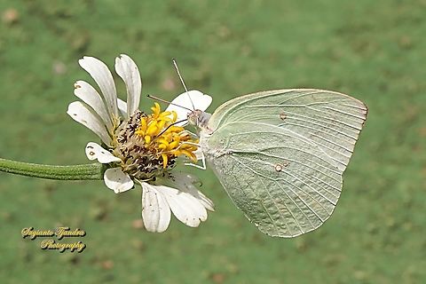 Lemon Emigrant, Catopsilia pomona pomona form-hilaria"sucking nectar on the Zinnia flower"  Catopsilia pomona,Geotagged,Indonesia,Lemon Emigrant,Winter