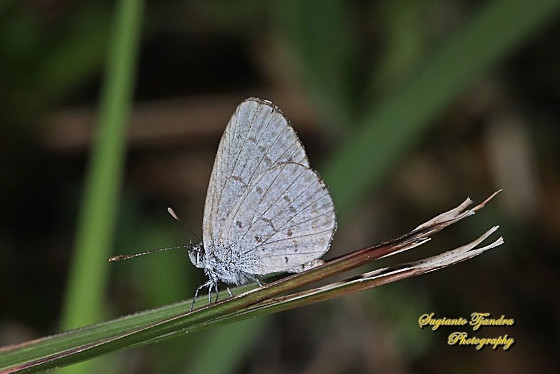 Lesser Grass Blue, Zizina otis ssp annetta - Dry season form  Geotagged,Indonesia,Lesser grass blue,Winter,Zizina otis