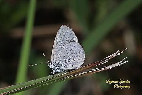 Lesser Grass Blue, Zizina otis ssp annetta - Dry season form  Geotagged,Indonesia,Lesser grass blue,Winter,Zizina otis