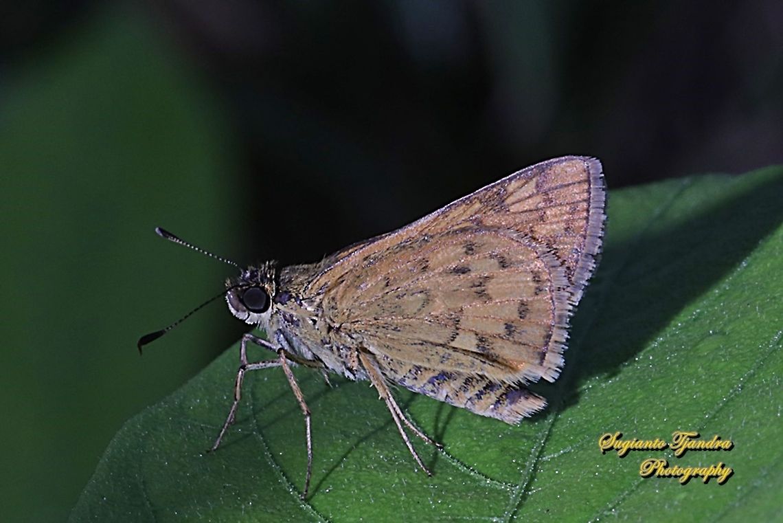 Skipper Butterfly, Common Bush Hopper, Ampittia dioscorides  Ampitta dioscorides,Common Bush Hopper,Geotagged,Indonesia,Winter