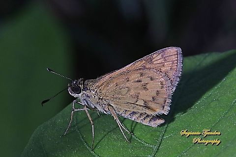 Skipper Butterfly, Common Bush Hopper, Ampittia dioscorides  Ampitta dioscorides,Common Bush Hopper,Geotagged,Indonesia,Winter