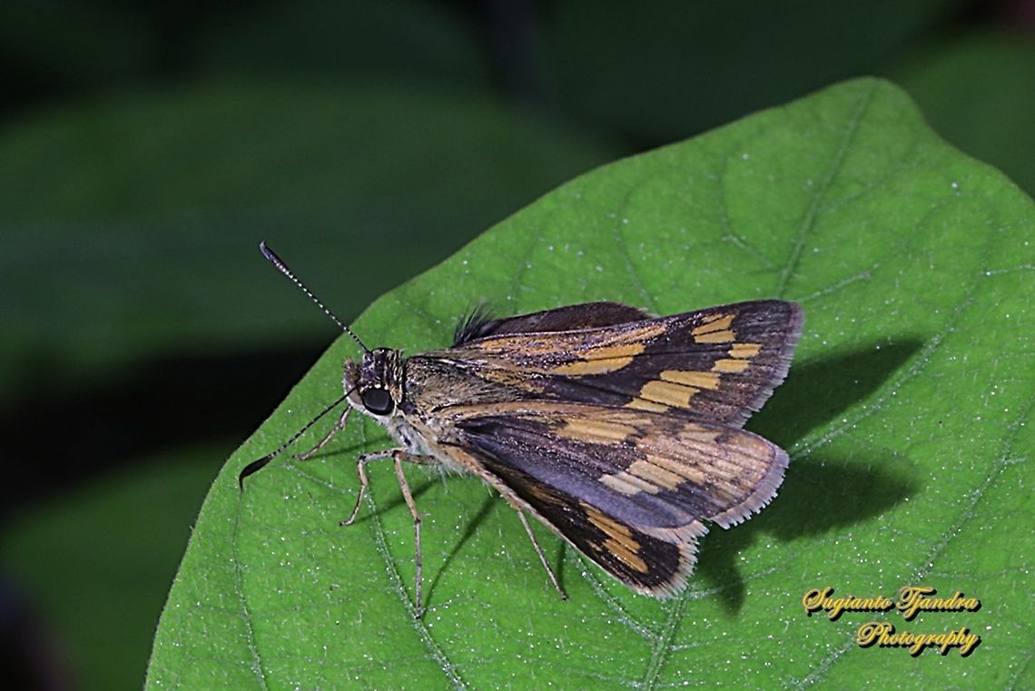 Skipper Butterfly, Common Bush Hopper, Ampittia dioscorides  Ampitta dioscorides,Common Bush Hopper,Geotagged,Indonesia,Winter