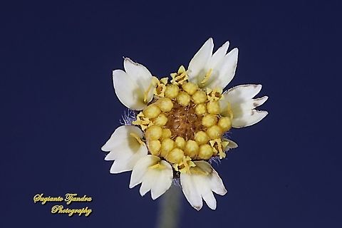 Coatbuttons flower, Tridax procumbens  Coatbuttons,Geotagged,Indonesia,Tridax procumbens,Winter