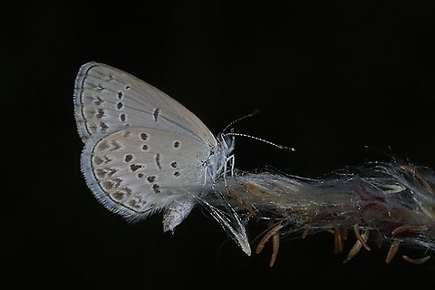 Lesser Grass Blue, Zizina otis ssp annetta.  Geotagged,Indonesia,Lesser grass blue,Winter,Zizina otis