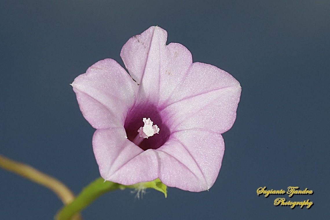 Littlebell/Three-lobe morning glory (Ipomoea triloba)  Aiea morning glory,Geotagged,Indonesia,Ipomoea triloba,Winter
