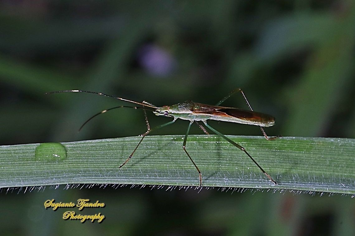 Rice seed bug, Leptocorisa acuta  Geotagged,Indonesia,Leptocorisa acuta,Winter