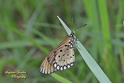 Tawny Coster Butterfly, Acraea terpsicore  Acraea terpsicore,Geotagged,Indonesia,Tawny coster,Winter