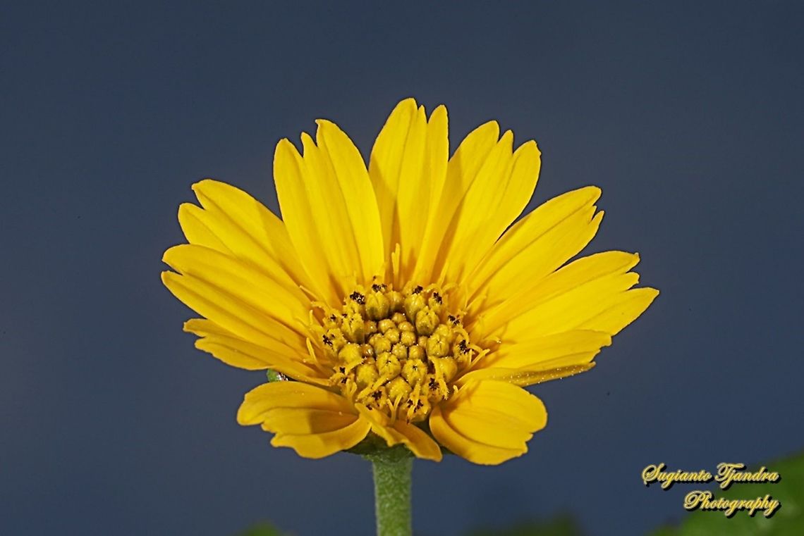 Trailing Daisy flower, Sphagneticola trilobata, family Asteraceae  Geotagged,Indonesia,Sphagneticola trilobata,Trailing Daisy,Winter