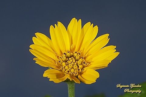 Trailing Daisy flower, Sphagneticola trilobata, family Asteraceae  Geotagged,Indonesia,Sphagneticola trilobata,Trailing Daisy,Winter