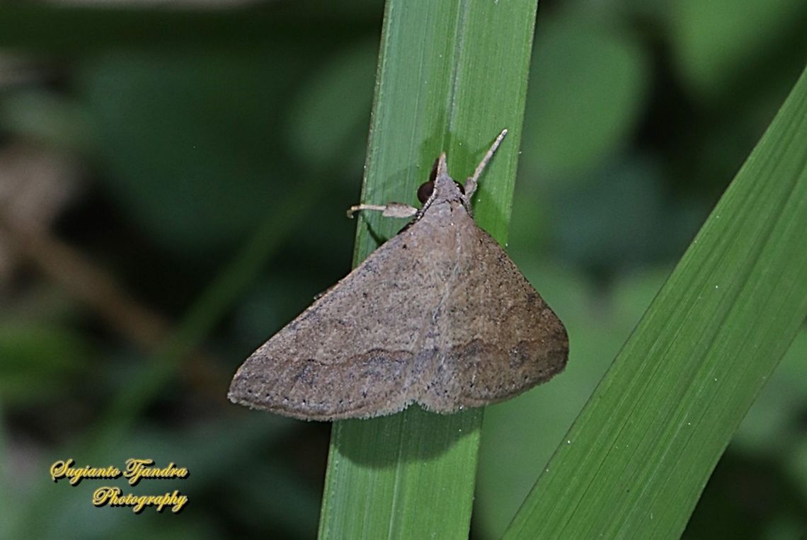 Litter moth, Renia Sp, family Erebidae (not quite sure with the above mentioned ID) Geotagged,Indonesia,Winter