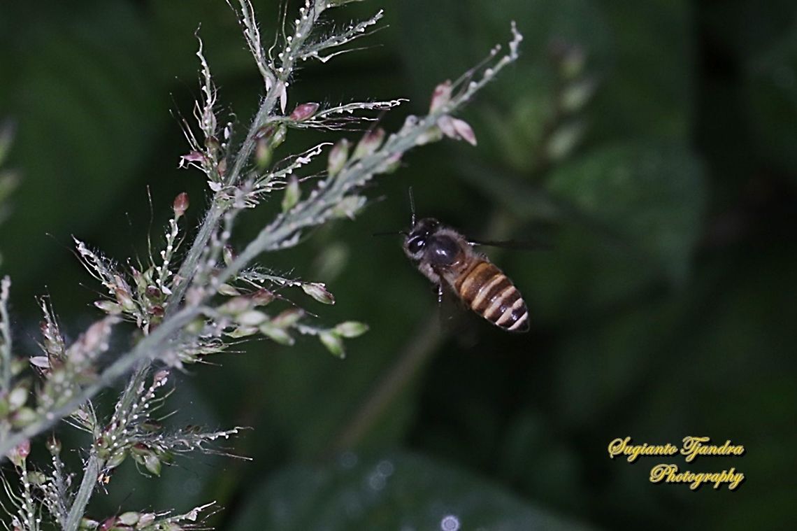 Asian Honey Bee, Apis cerana  Apis cerana,Eastern honey bee,Geotagged,Indonesia,Winter