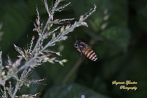 Asian Honey Bee, Apis cerana  Apis cerana,Eastern honey bee,Geotagged,Indonesia,Winter