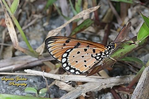 Tawny Coster Butterfly, Acraea terpsicore  Acraea terpsicore,Geotagged,Indonesia,Tawny coster,Winter