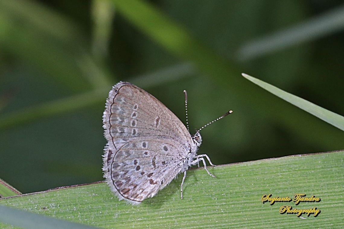 Lesser Grass Blue, Zizina otis annetta.  Geotagged,Indonesia,Lesser grass blue,Winter,Zizina otis