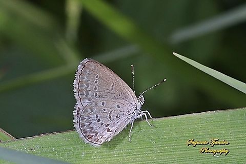 Lesser Grass Blue, Zizina otis annetta.  Geotagged,Indonesia,Lesser grass blue,Winter,Zizina otis