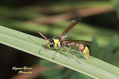 Yellow potter wasp, Delta pyriforme, family Vespidae  Delta pyriforme,Geotagged,Indonesia,Winter