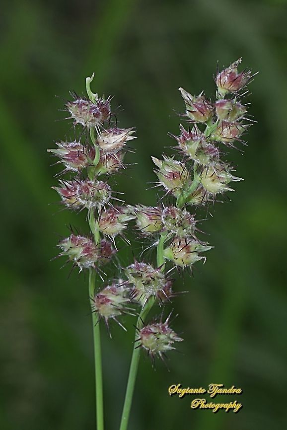 Spiny burr grass, Cenchrus longispinus  Cenchrus longispinus,Geotagged,Indonesia,Mat Sandbur,Winter